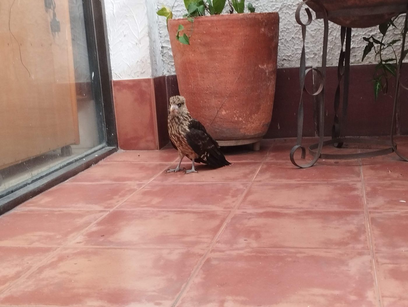 Young yellow-headed caracara visiting a patio in the neighborhood