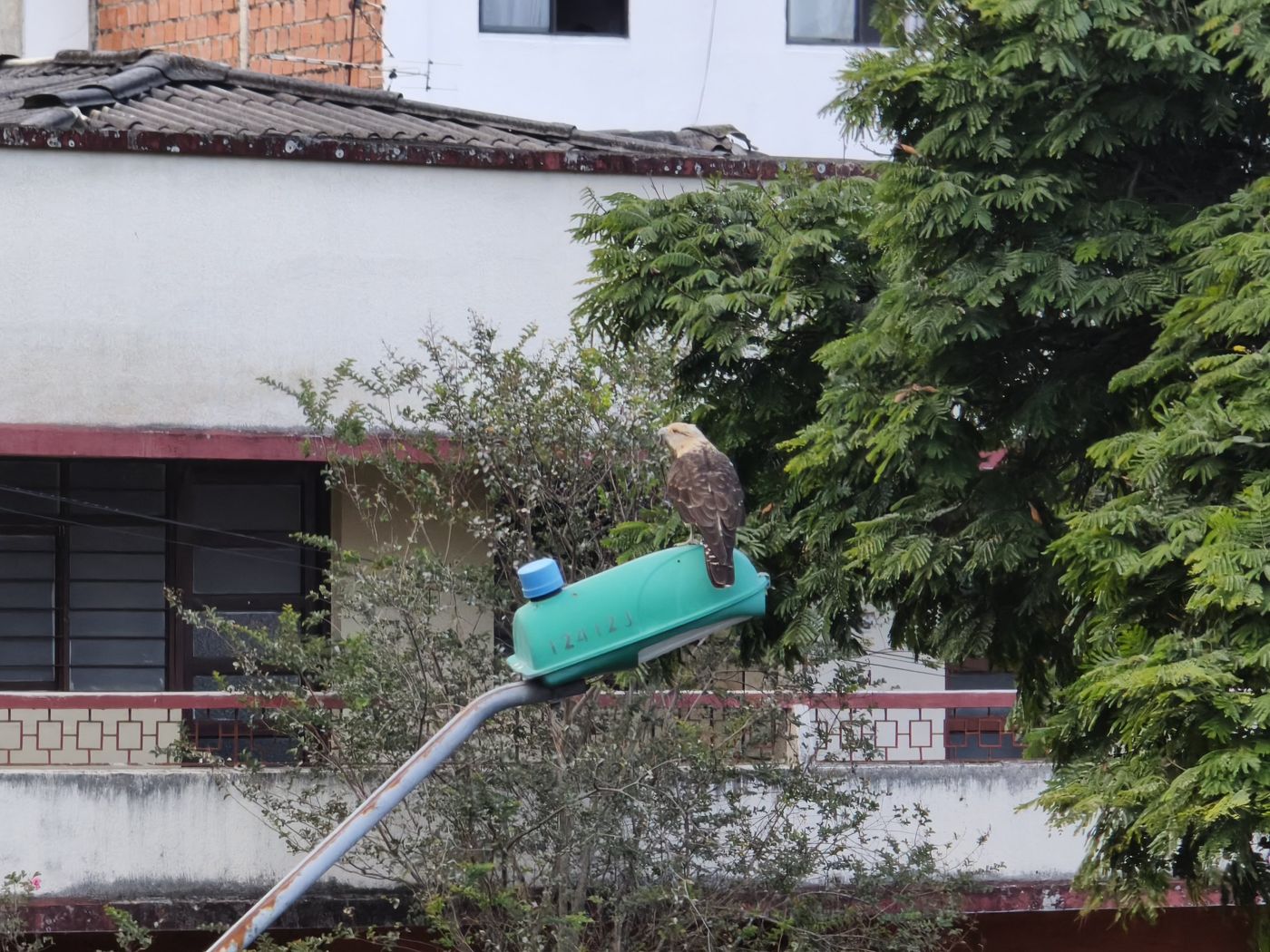 Yellow-headed caracara perched on a street light in Miraflores