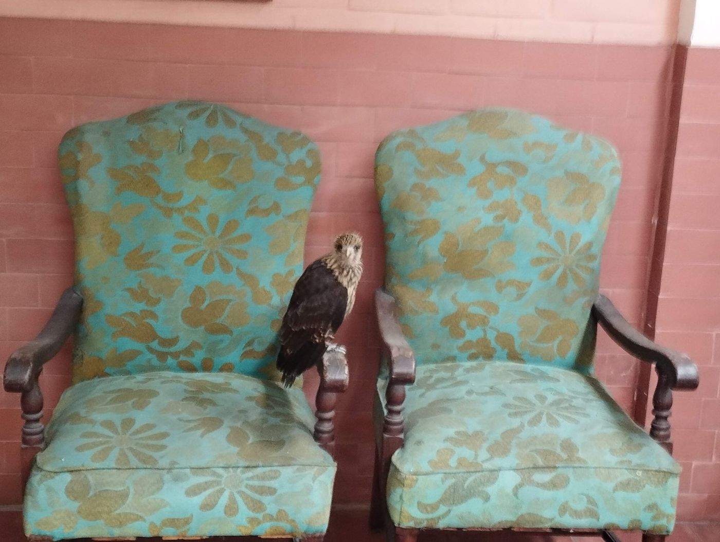 Young yellow-headed caracara perched on a chair in a neighborhood home