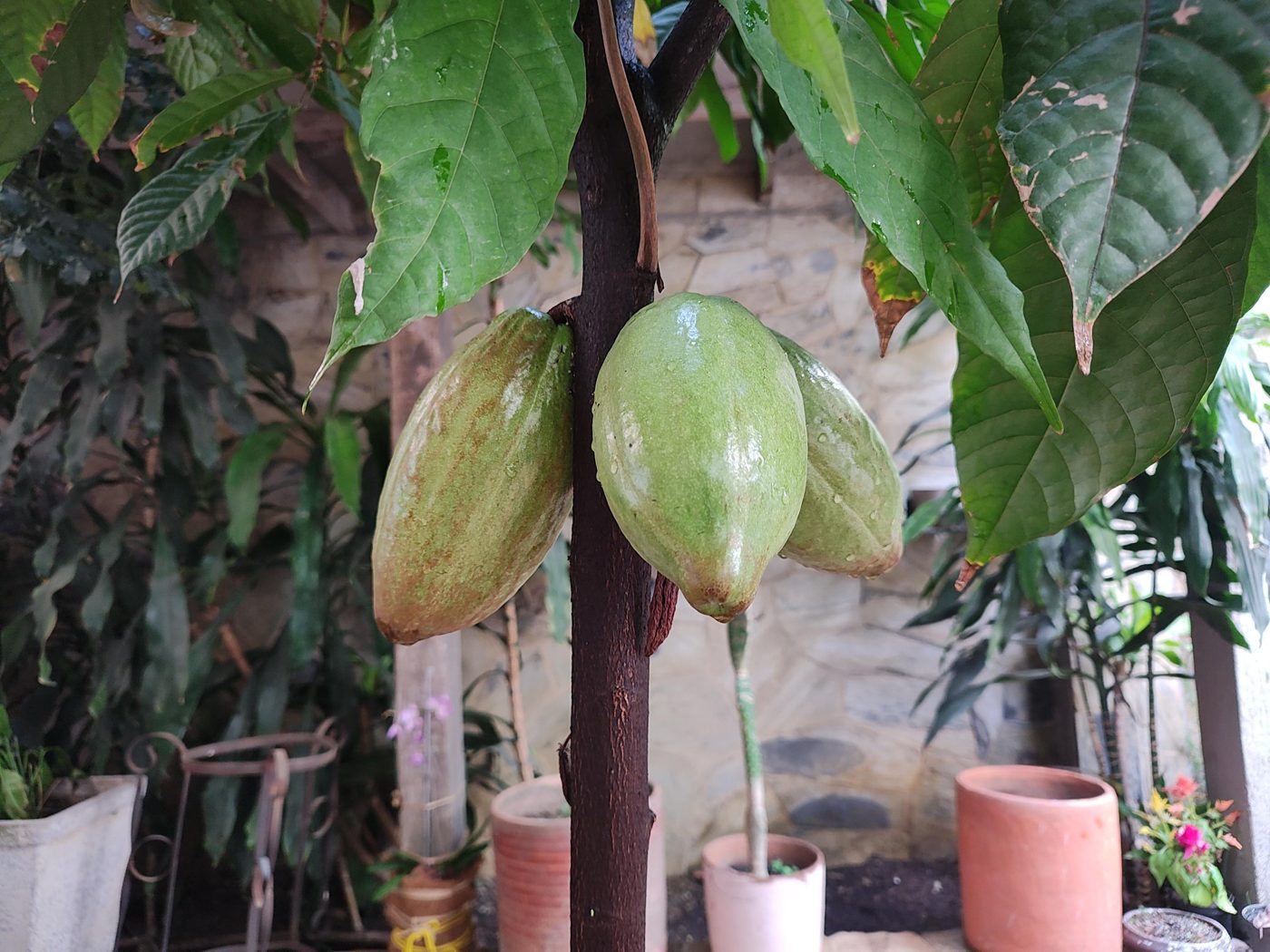 Cacao tree with pods in the Herradura House garden