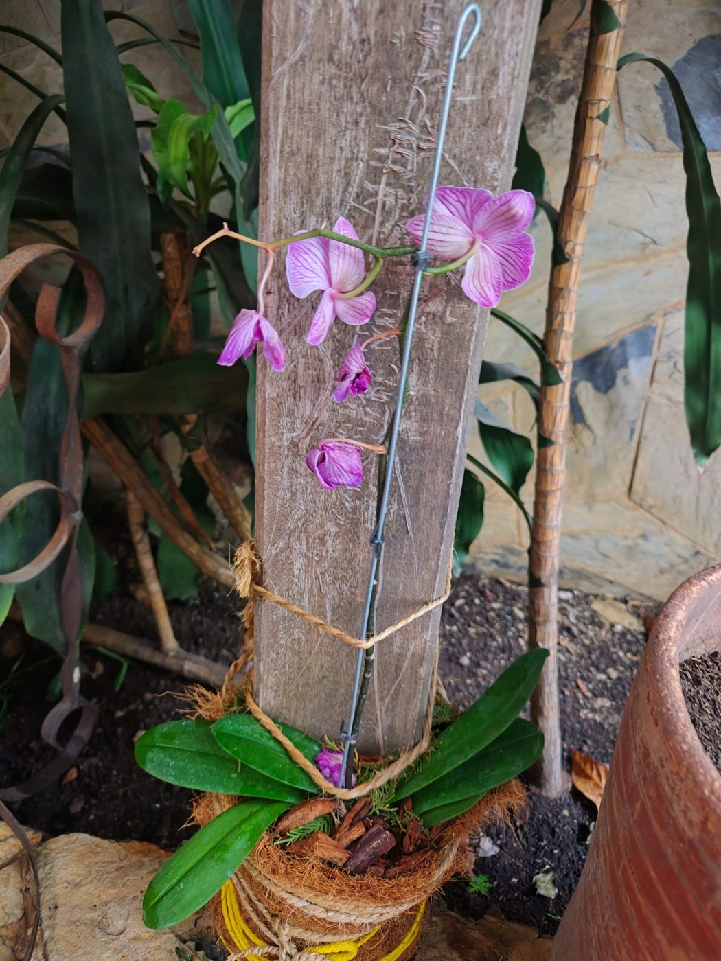 Orchid grown on a wooden post in the Herradura House garden